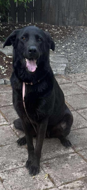 Francie