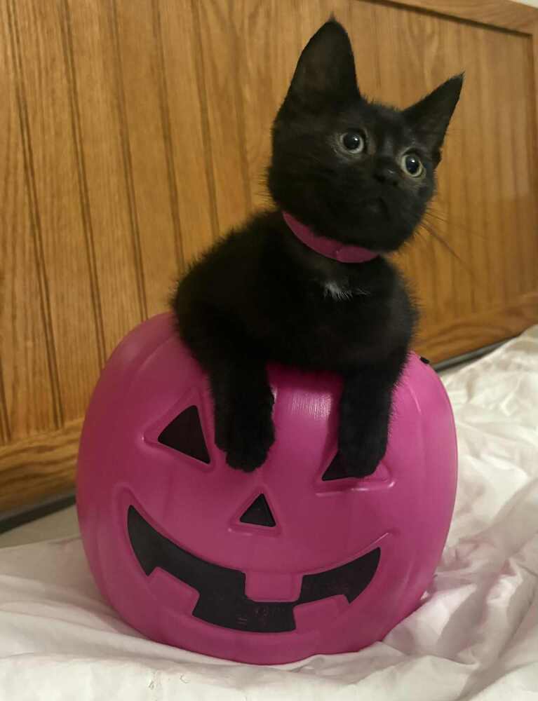 Elise