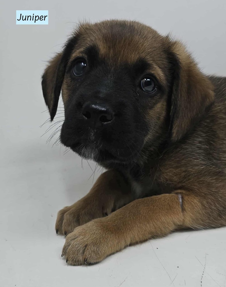 Juniper (J Litter TN)