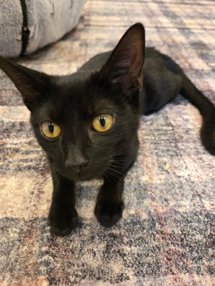 Nico