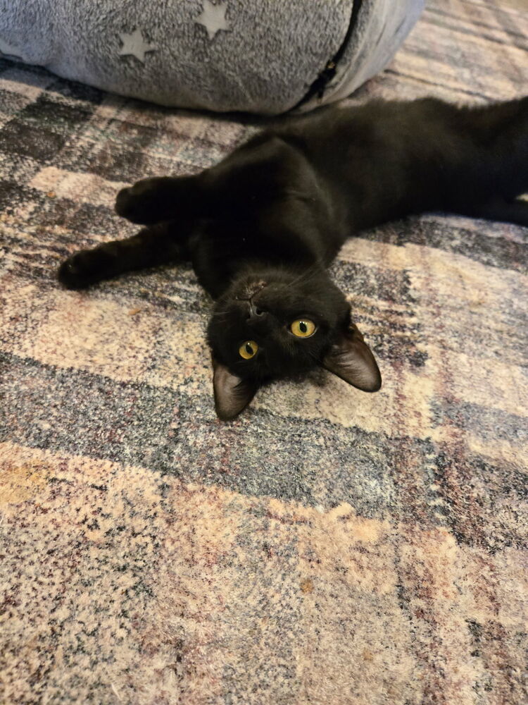 Nico
