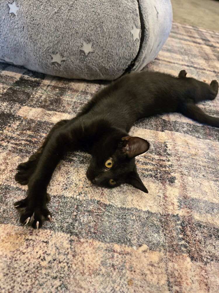 Nico