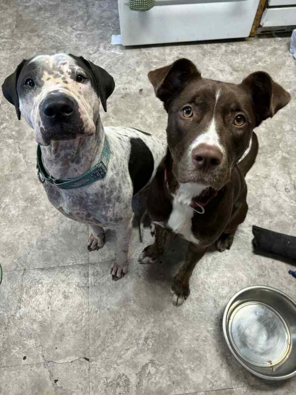 Lady Bug thumbnail 3