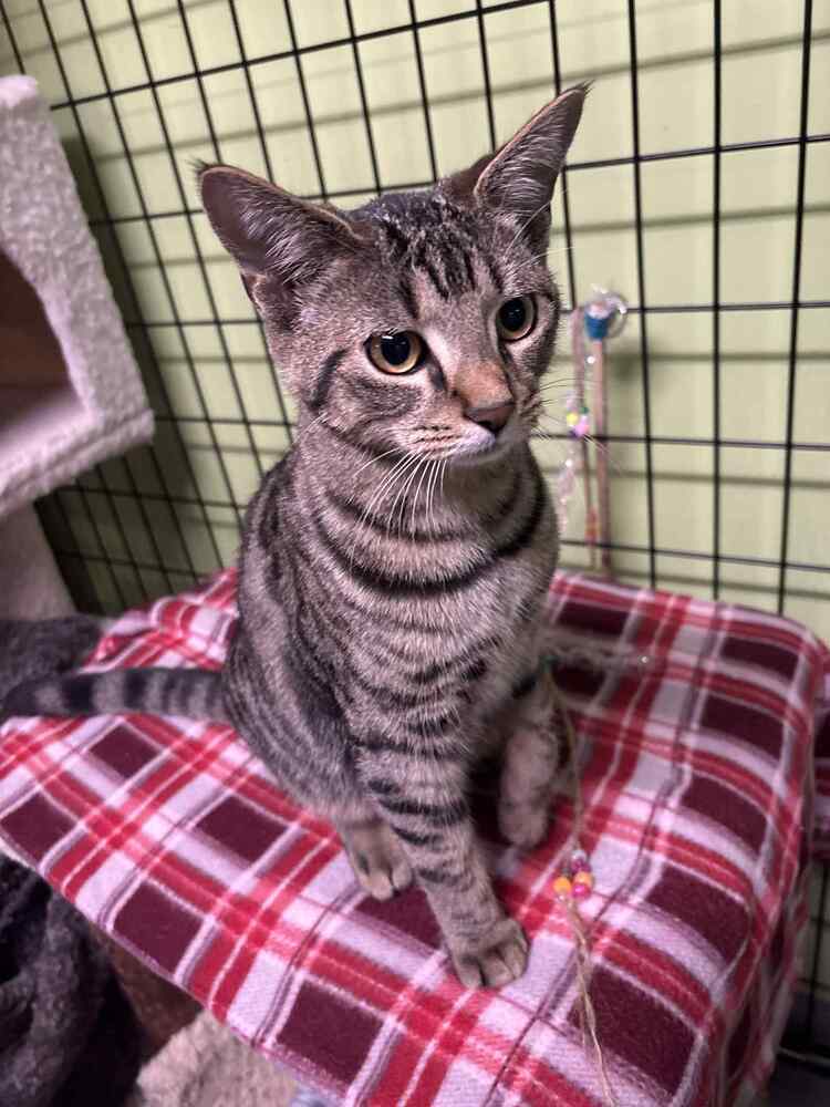 Outsiders K2 "Cherry"