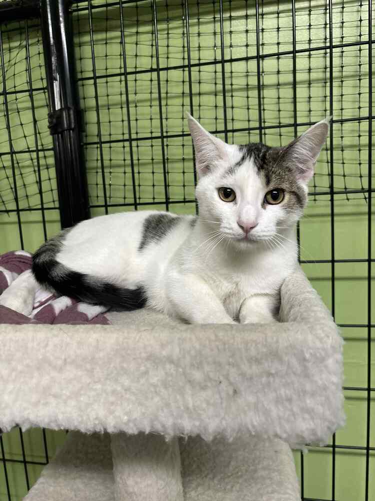 Outsiders K1 "Ponyboy"