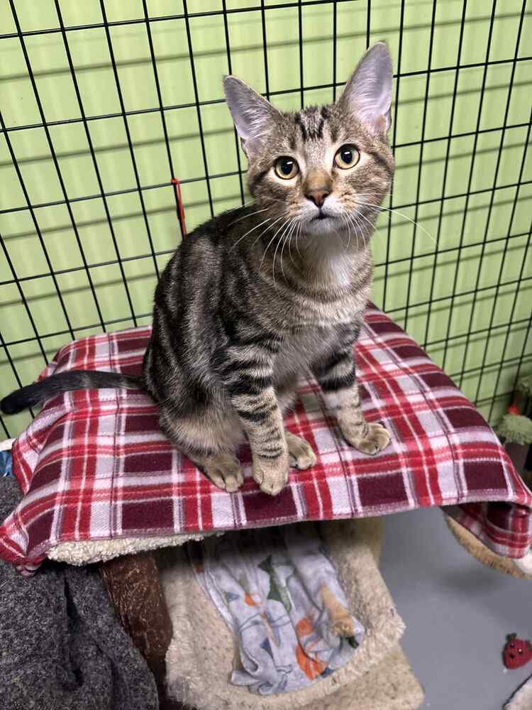 Outsiders K4 "Dally"