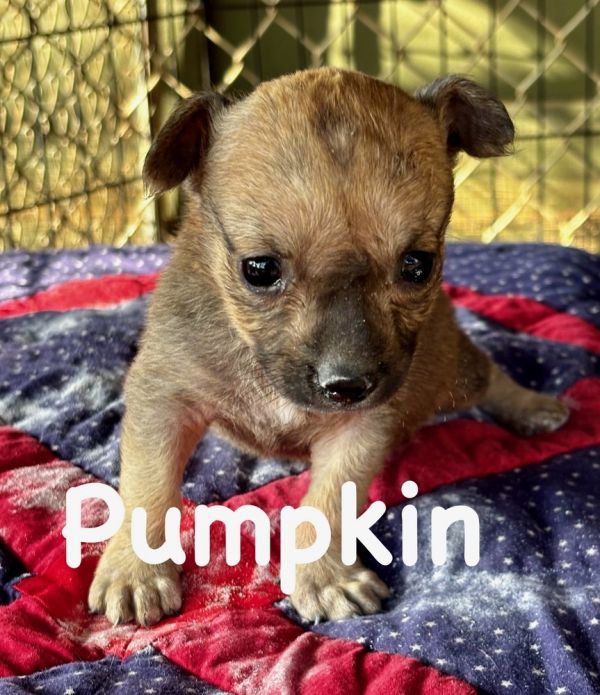 Halloweenpumpkin thumbnail 2