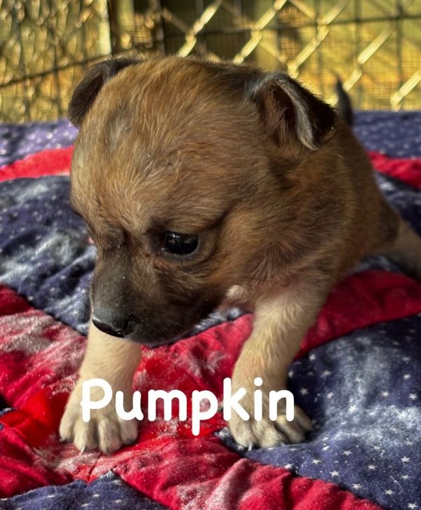 Halloweenpumpkin thumbnail 3