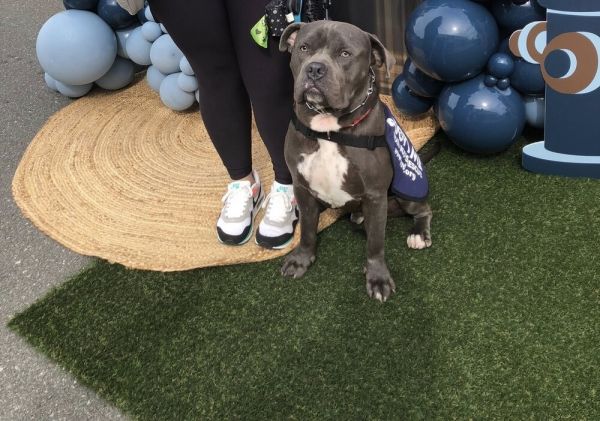 Mighty Moose thumbnail 2