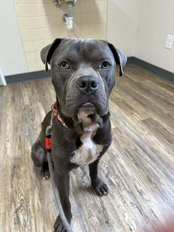 Mighty Moose thumbnail 3