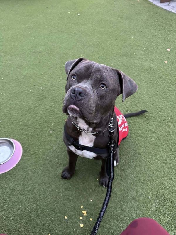 Mighty Moose thumbnail 4