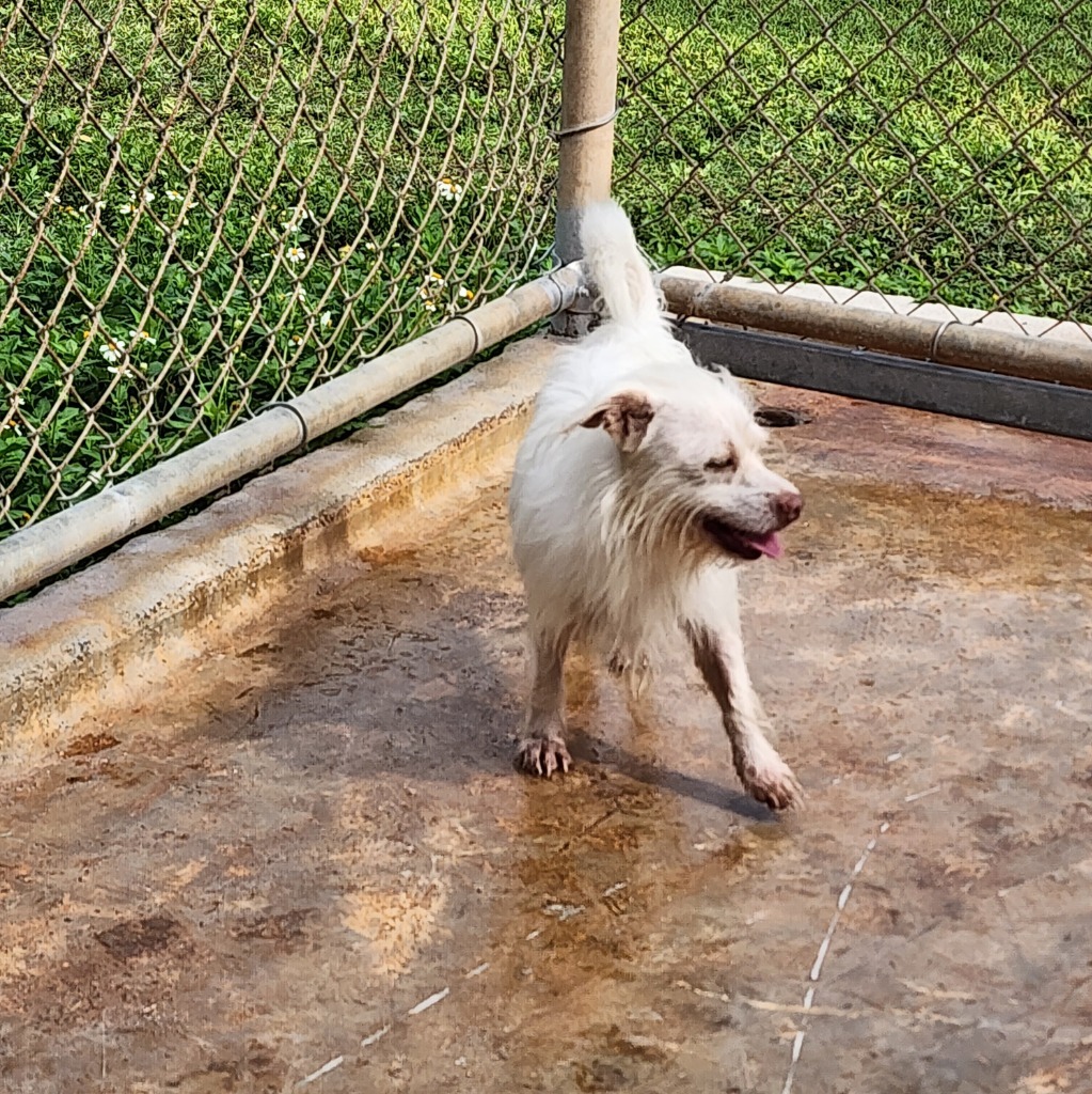 Casper, an adoptable Affenpinscher in Mangilao, GU, 96923 | Photo Image 2