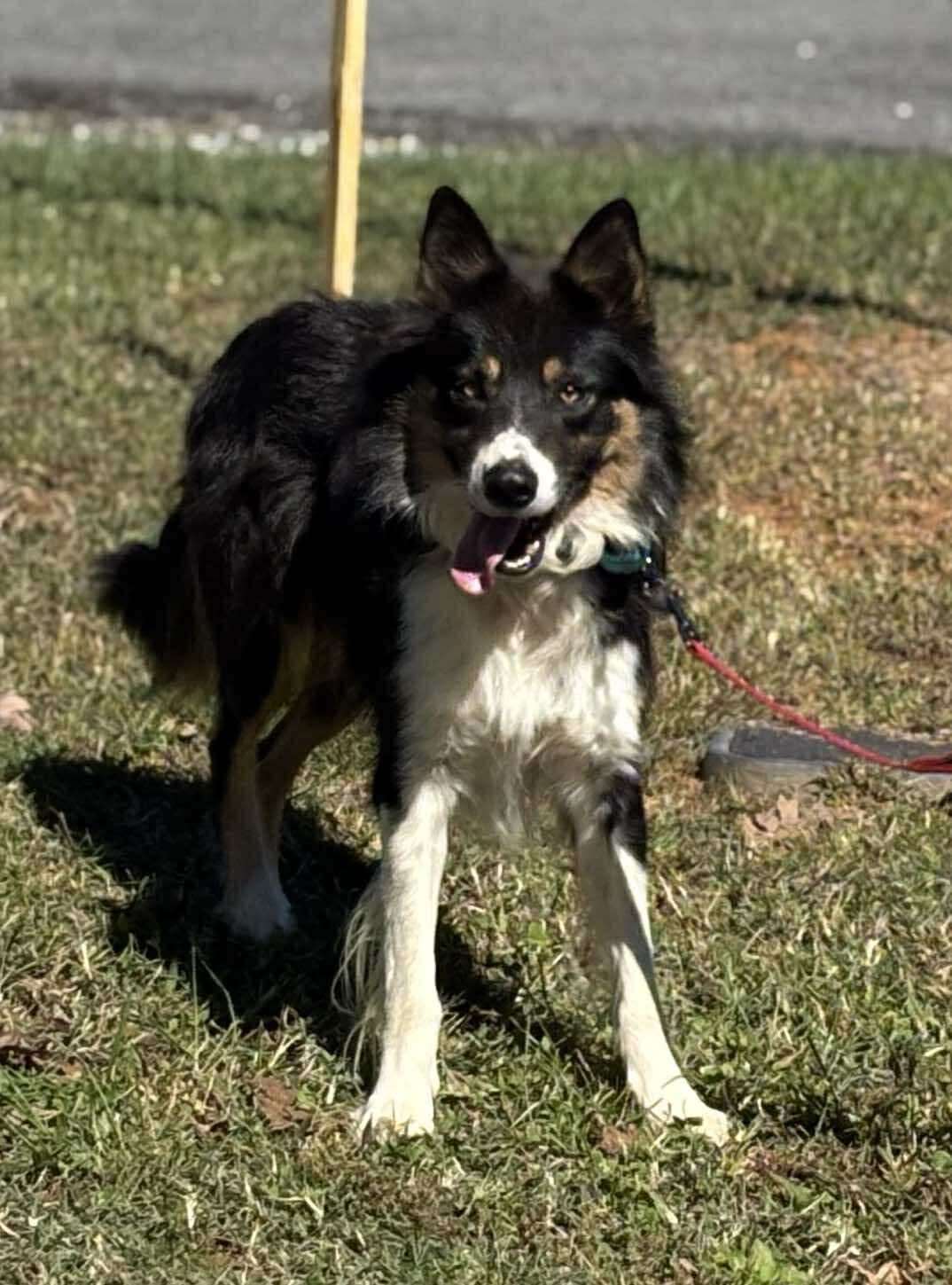 Bruno: Not At shelter (Joan)