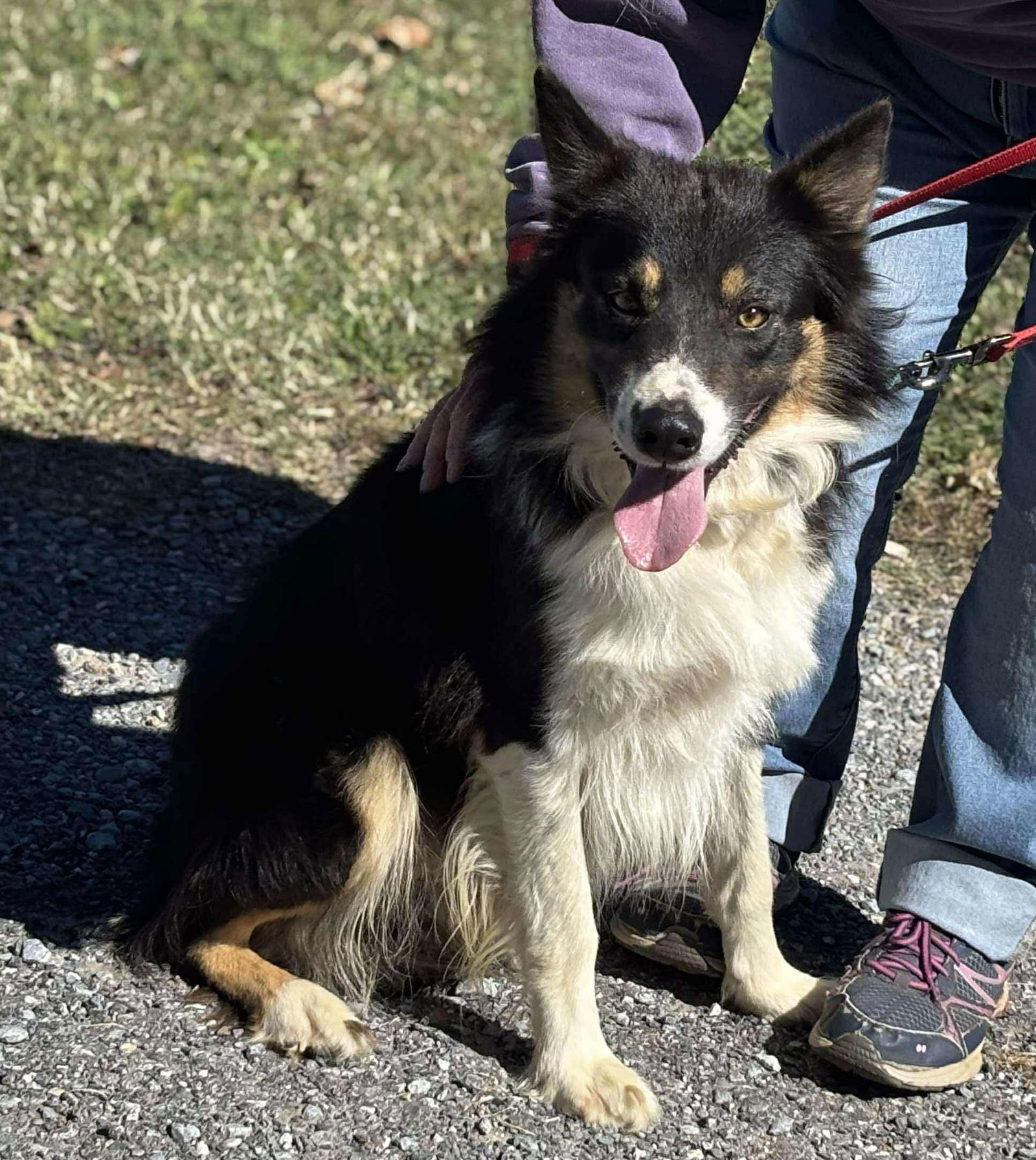 Bruno: Not At shelter (Joan)