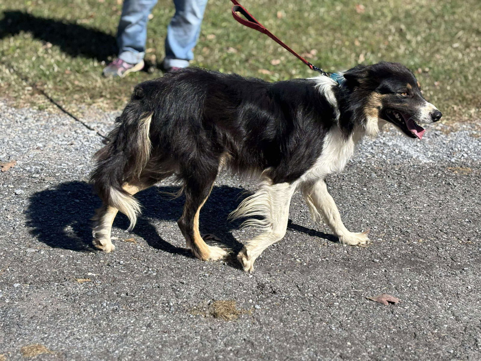 Bruno: Not At shelter (Joan)