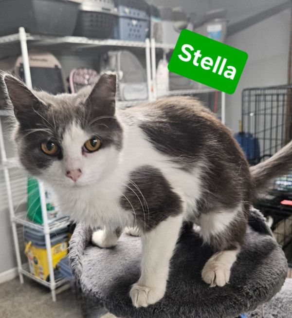 Stella