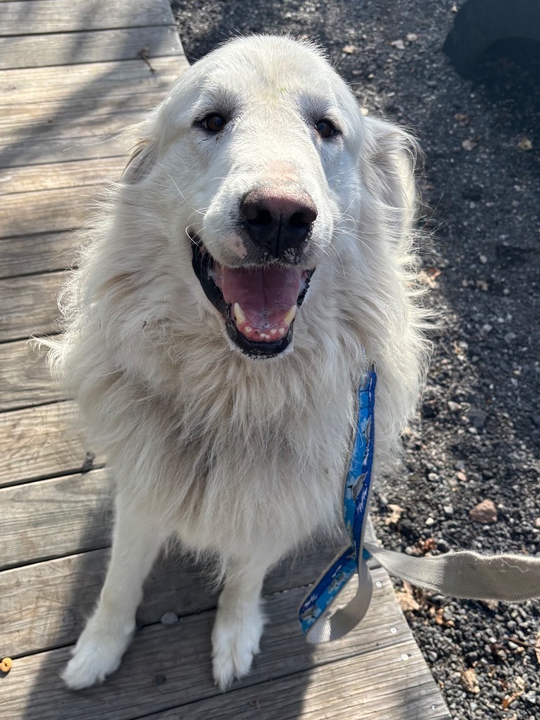 Falkor