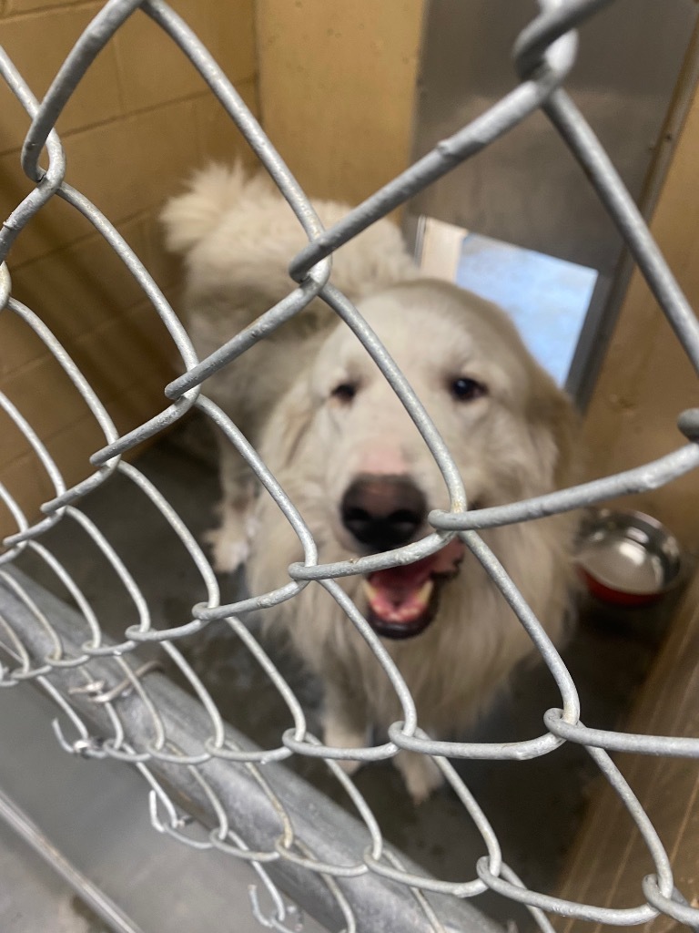 Falkor