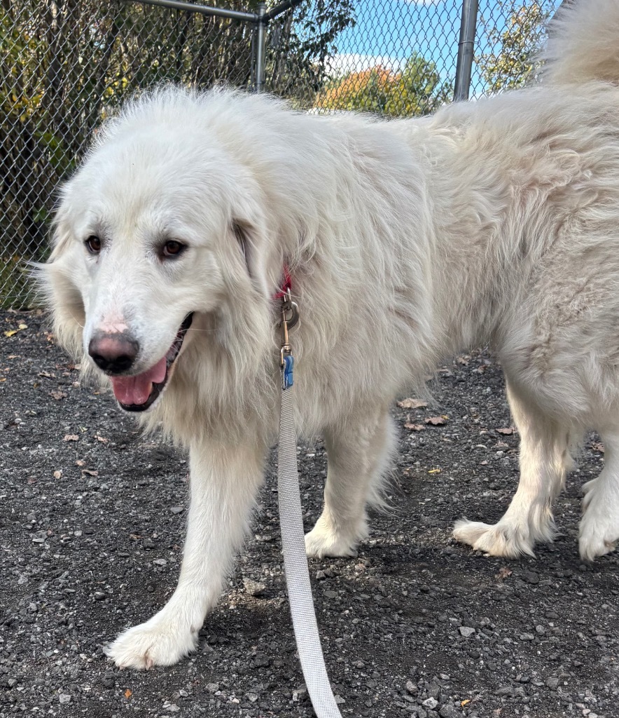Falkor
