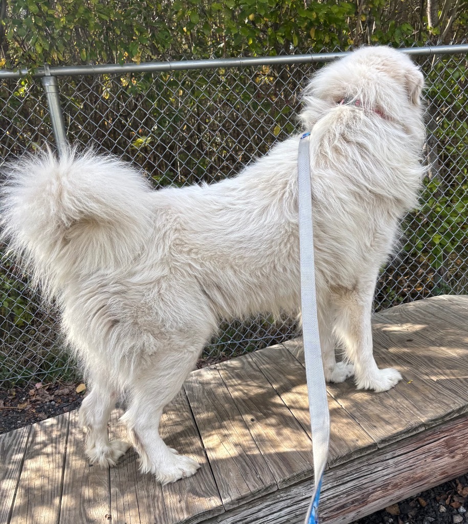 Falkor