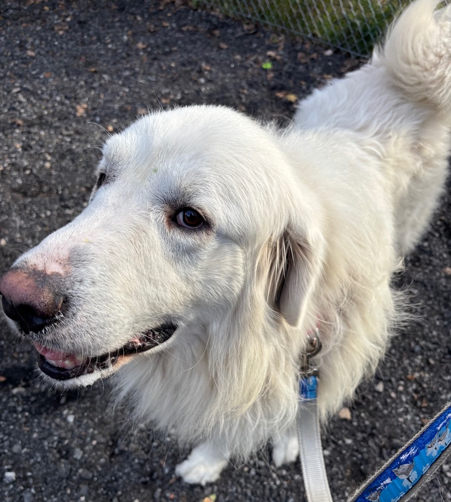 Falkor