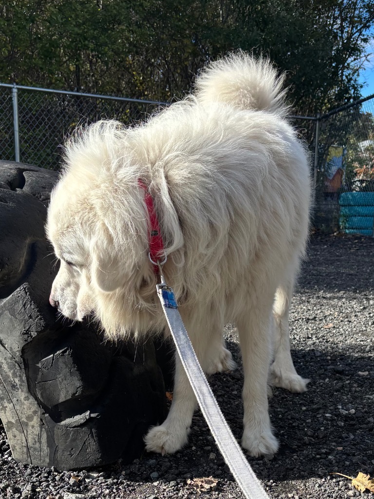Falkor