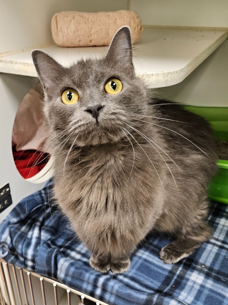 Blue (E Mountainview)