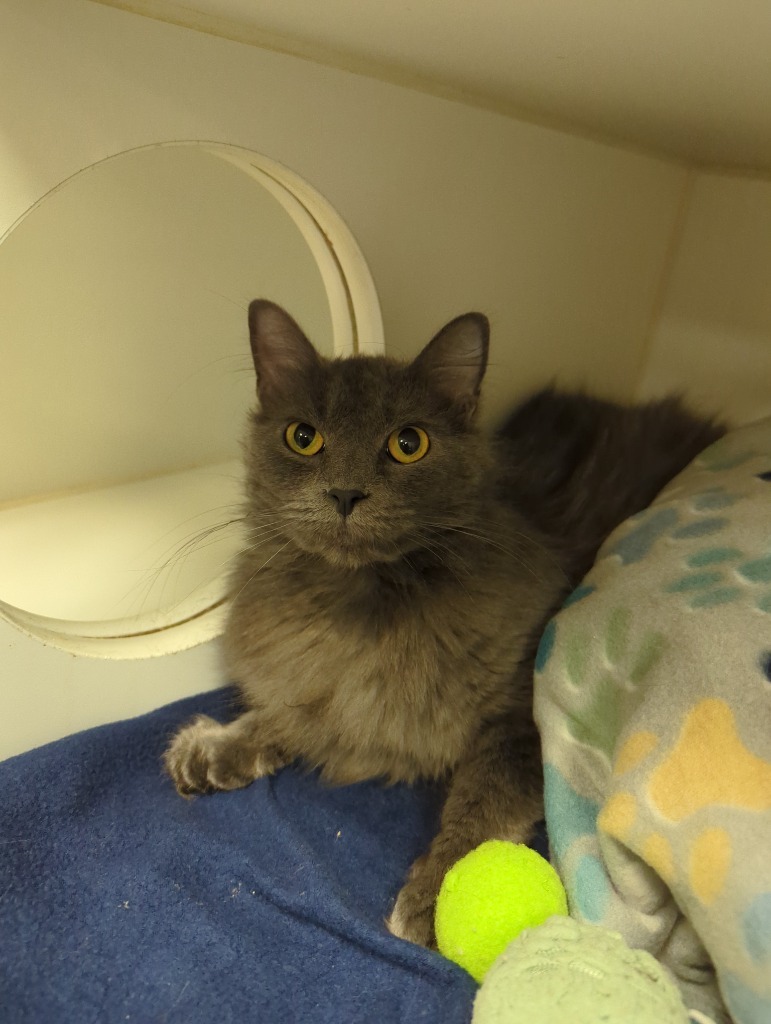 Blue (E Mountainview)