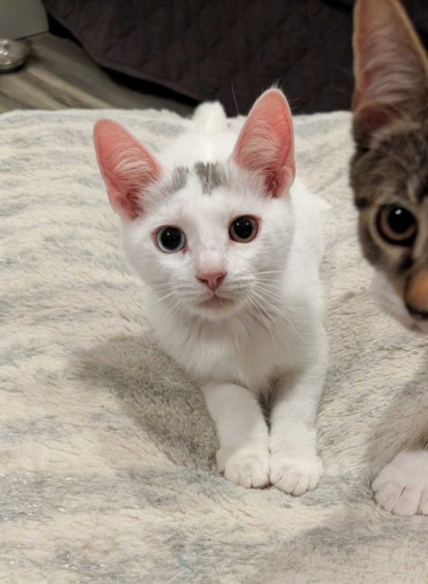 Mystery Saja thumbnail 6