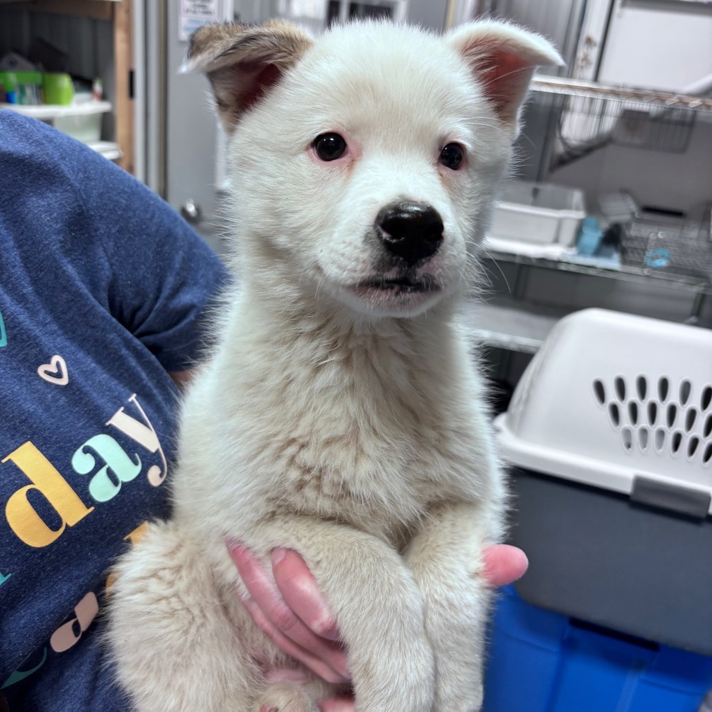 Snow, an adoptable Mixed Breed in Bismarck, ND, 58507 | Photo Image 1