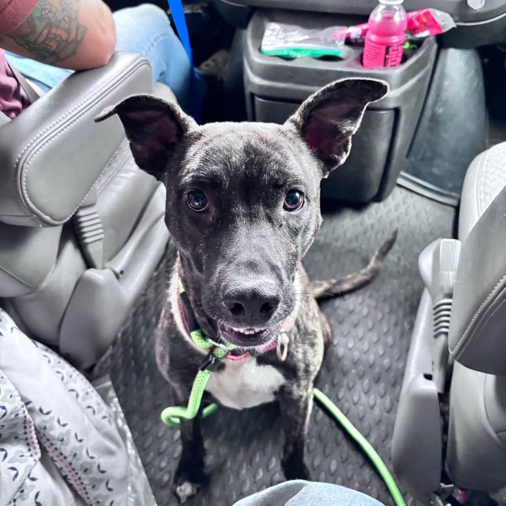 Bella, an adoptable Mixed Breed in Bismarck, ND, 58507 | Photo Image 1