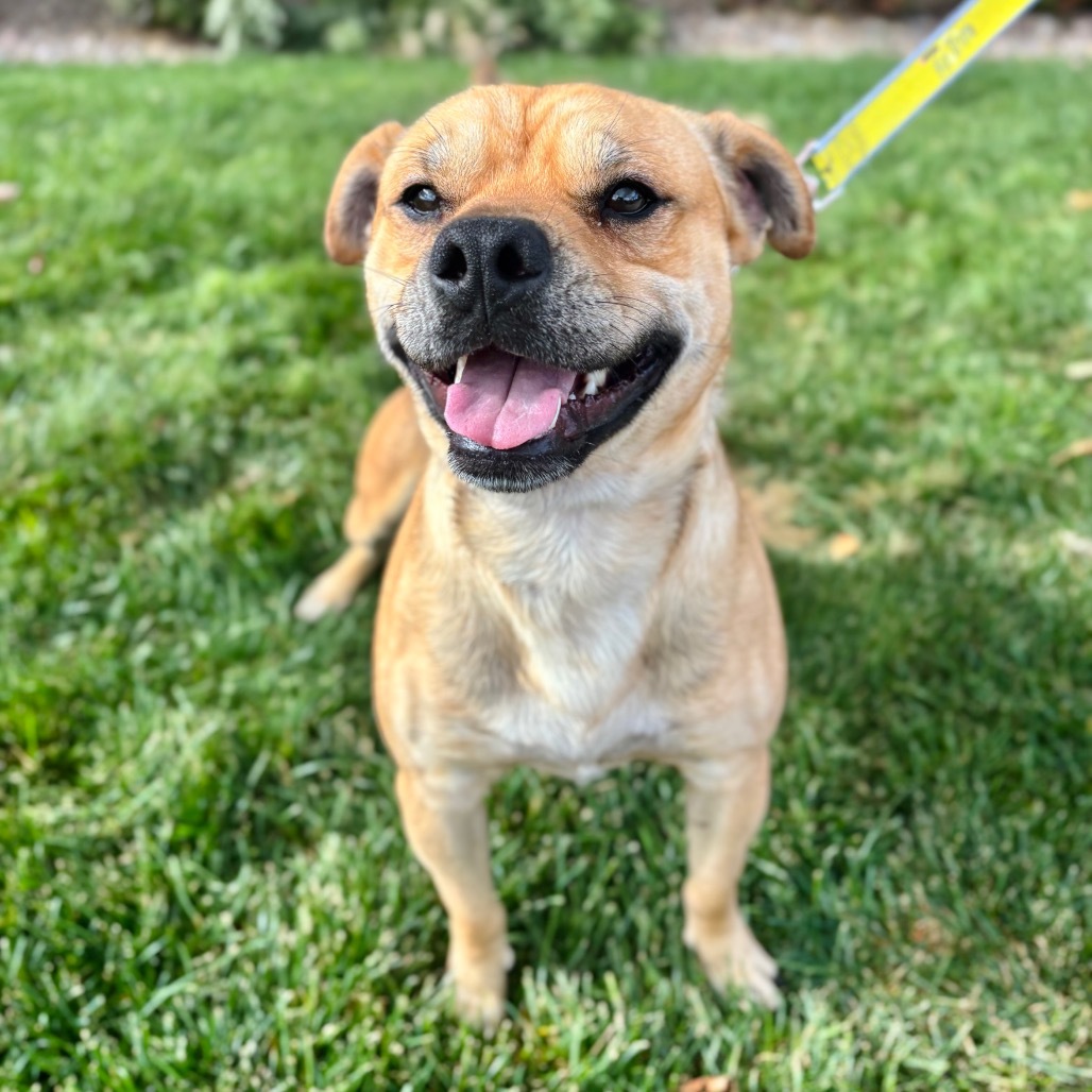 Squishy, an adoptable Mixed Breed in Great Falls, MT, 59404 | Photo Image 1