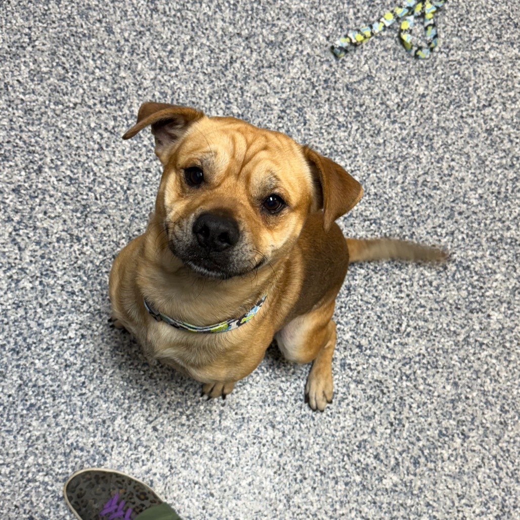 Squishy, an adoptable Mixed Breed in Great Falls, MT, 59404 | Photo Image 2