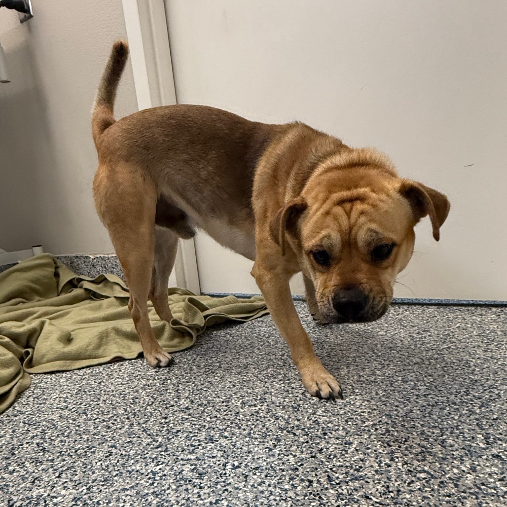 Squishy, an adoptable Mixed Breed in Great Falls, MT, 59404 | Photo Image 3