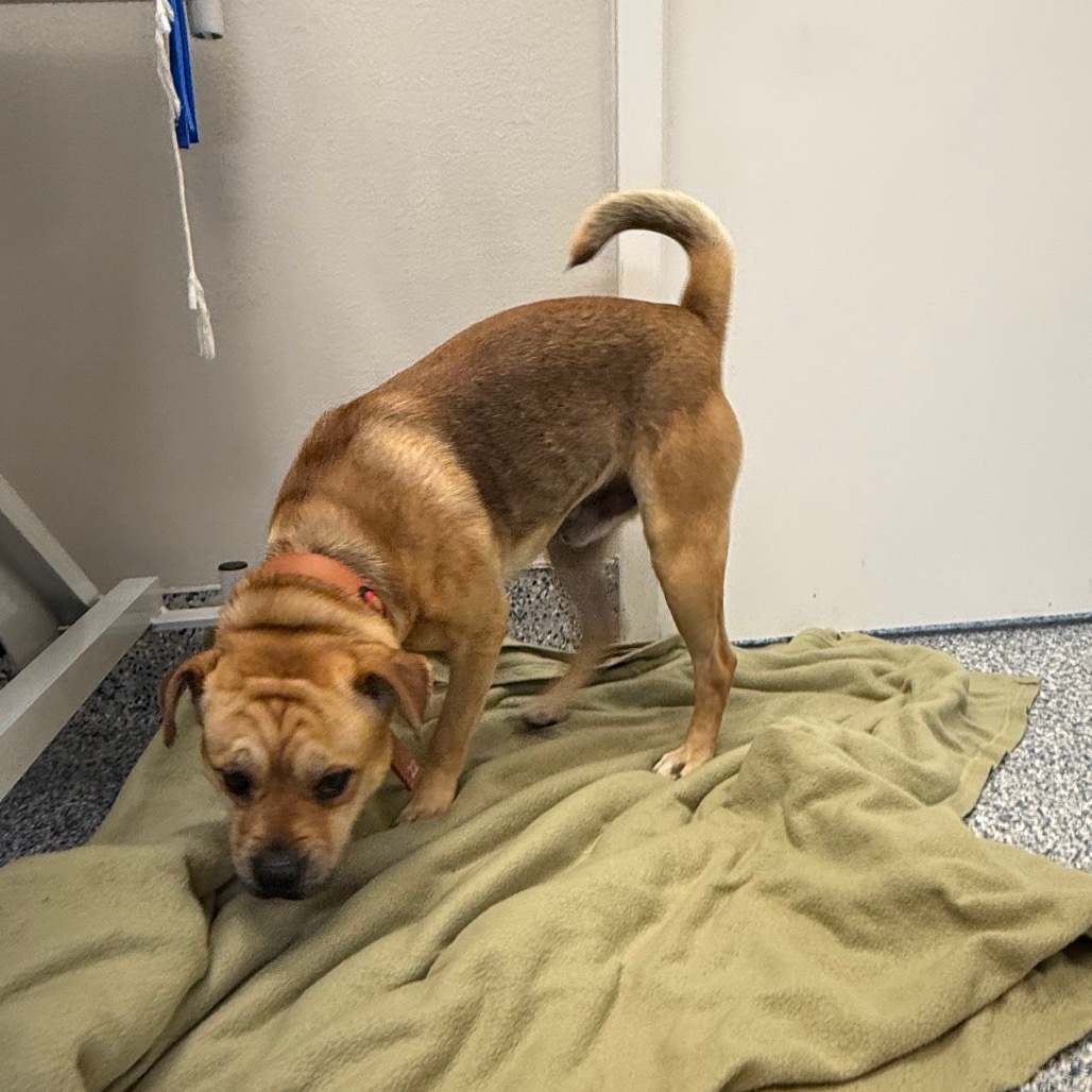 Squishy, an adoptable Mixed Breed in Great Falls, MT, 59404 | Photo Image 4