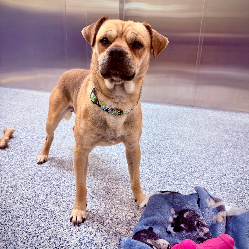 Squishy, an adoptable Mixed Breed in Great Falls, MT, 59404 | Photo Image 5