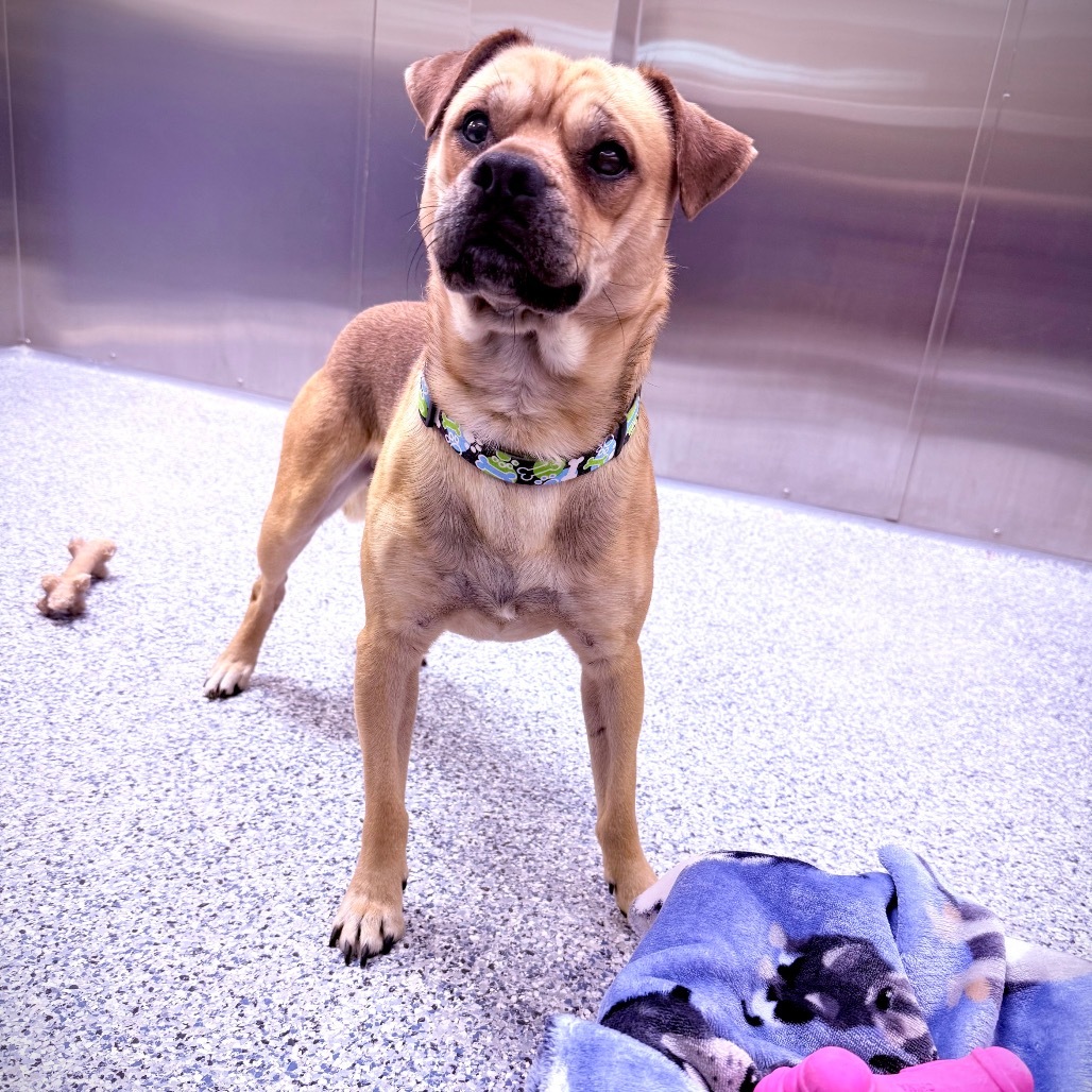 Squishy, an adoptable Mixed Breed in Great Falls, MT, 59404 | Photo Image 6