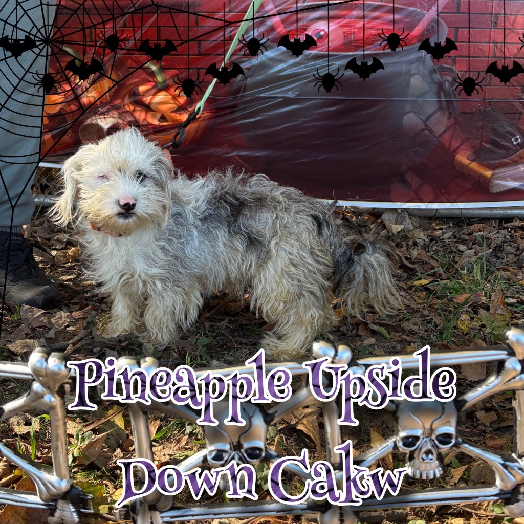 Pineapple Upside Down Cake