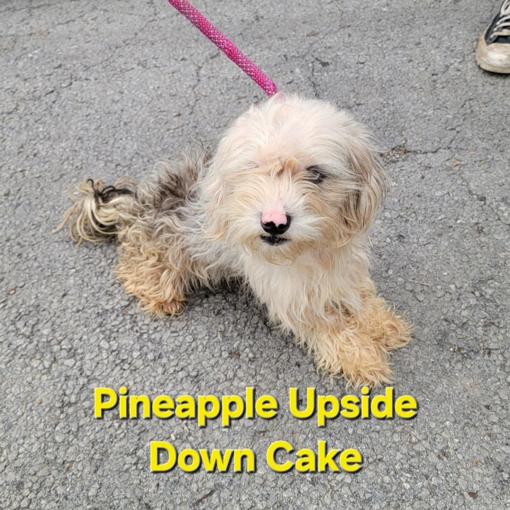 Pineapple Upside Down Cake