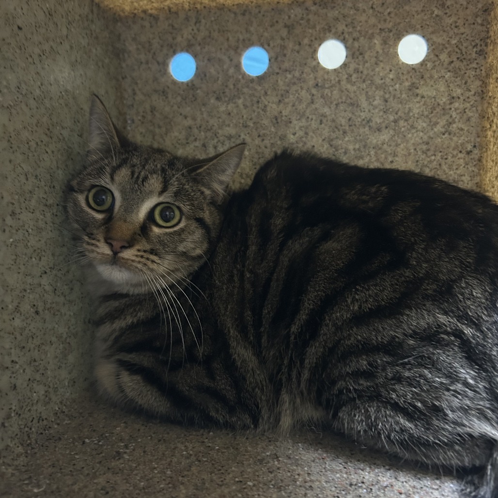 Cinnamon, an adoptable Domestic Short Hair in Cheyenne, WY, 82007 | Photo Image 1