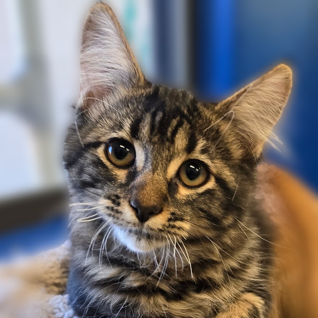 Cucumber, an adoptable Domestic Long Hair in Wickenburg, AZ, 85390 | Photo Image 1