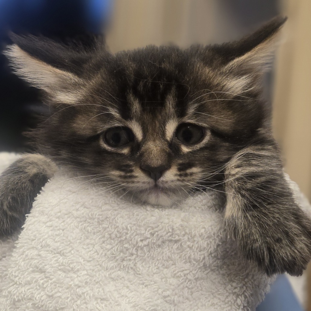 Cucumber, an adoptable Domestic Long Hair in Wickenburg, AZ, 85390 | Photo Image 4