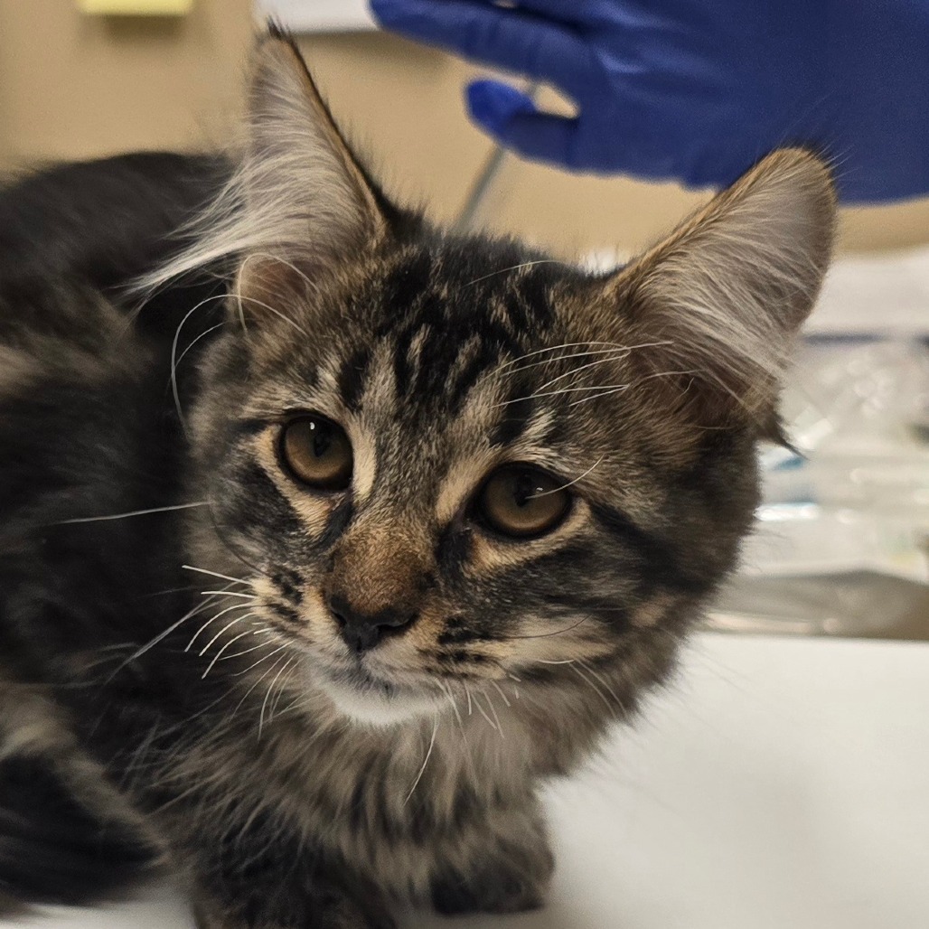 Cucumber, an adoptable Domestic Long Hair in Wickenburg, AZ, 85390 | Photo Image 5