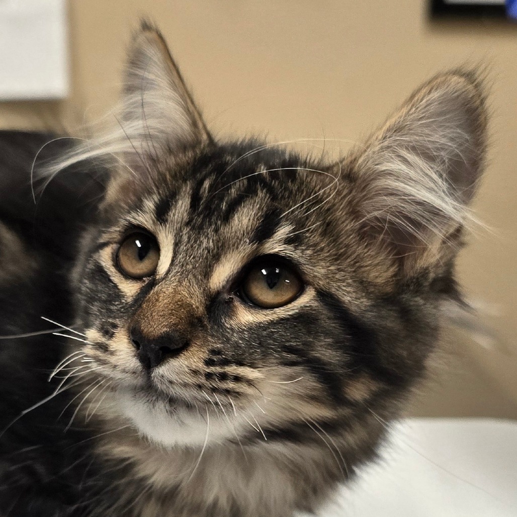 Cucumber, an adoptable Domestic Long Hair in Wickenburg, AZ, 85390 | Photo Image 6