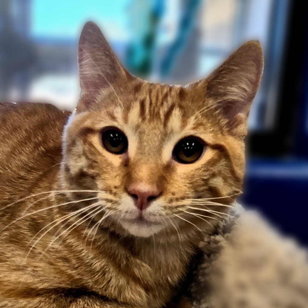 Carrot, an adoptable Domestic Short Hair in Wickenburg, AZ, 85390 | Photo Image 1