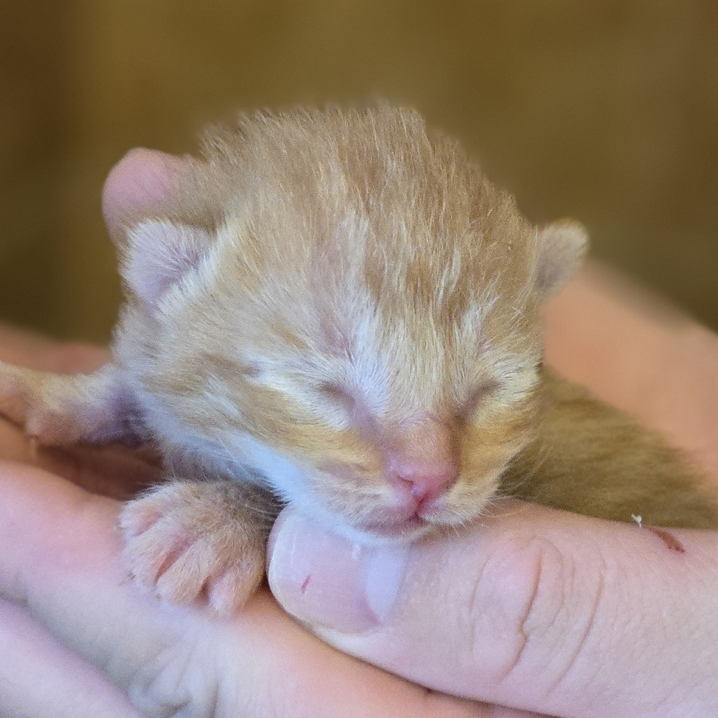 Carrot, an adoptable Domestic Short Hair in Wickenburg, AZ, 85390 | Photo Image 2