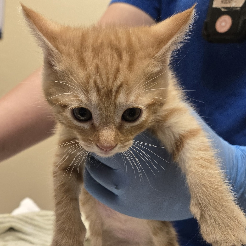Carrot, an adoptable Domestic Short Hair in Wickenburg, AZ, 85390 | Photo Image 3
