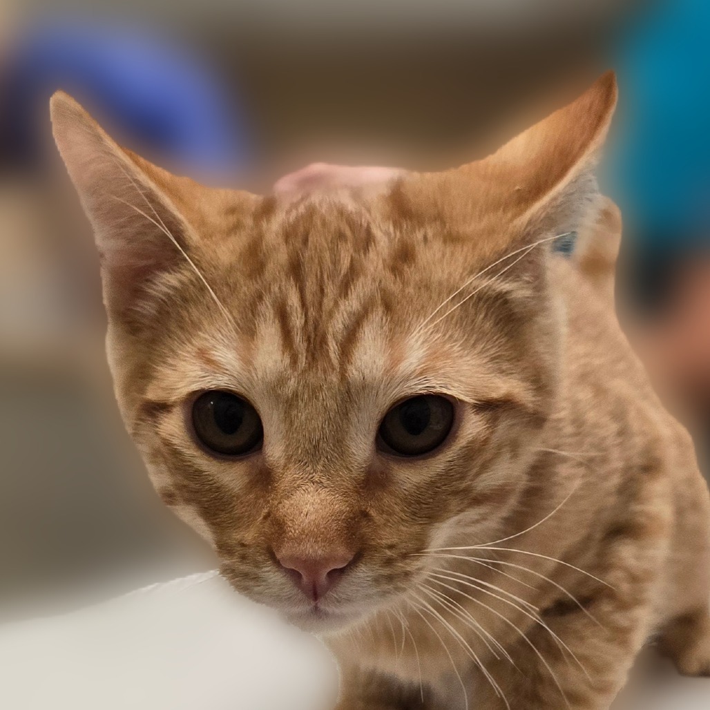 Carrot, an adoptable Domestic Short Hair in Wickenburg, AZ, 85390 | Photo Image 4