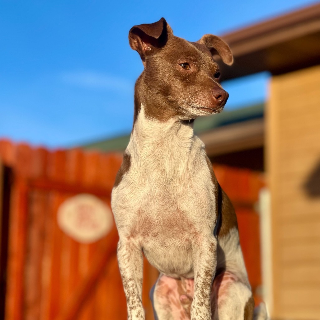 Patches McGee, an adoptable Chihuahua, Dachshund in Lander, WY, 82520 | Photo Image 1