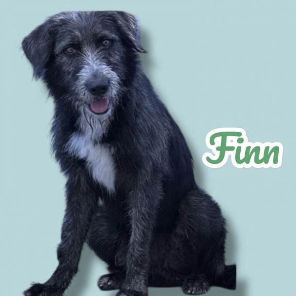 Finn